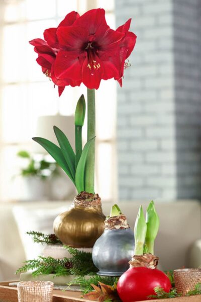 PREVENTA Amaryllis Wax - Imagen 9
