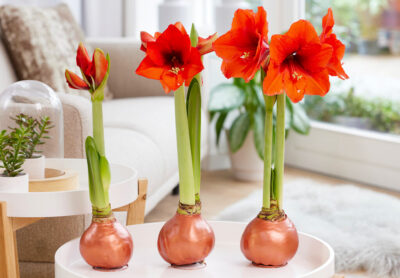 PREVENTA Amaryllis Wax - Imagen 11