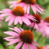 Echinacea