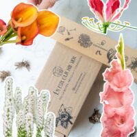 CAJA MIX REGALO "Bulbos de Verano"