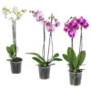 Orquídea Grande + Fertilizante de Regalo - Imagen 9
