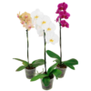 Orquídea Grande + Fertilizante de Regalo - Imagen 10
