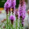 Bulbos de Liatris - Imagen 3