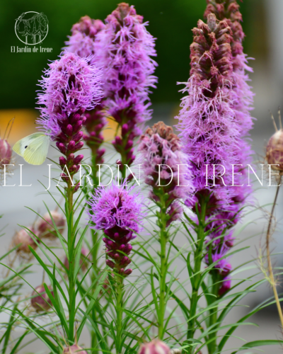Bulbos de Liatris - Imagen 3