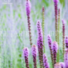 Bulbos de Liatris - Imagen 4