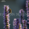 Bulbos de Liatris - Imagen 5