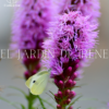 Bulbos de Liatris - Imagen 6