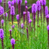 Bulbos de Liatris - Imagen 7