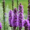 Bulbos de Liatris - Imagen 8