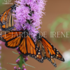 Bulbos de Liatris - Imagen 9