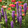 Bulbos de Liatris - Imagen 10