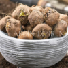 Bulbos de Liatris - Imagen 11
