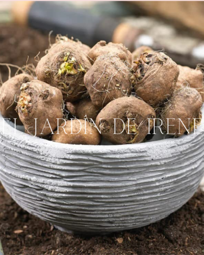 Bulbos de Liatris - Imagen 11