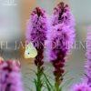 Bulbos de Liatris