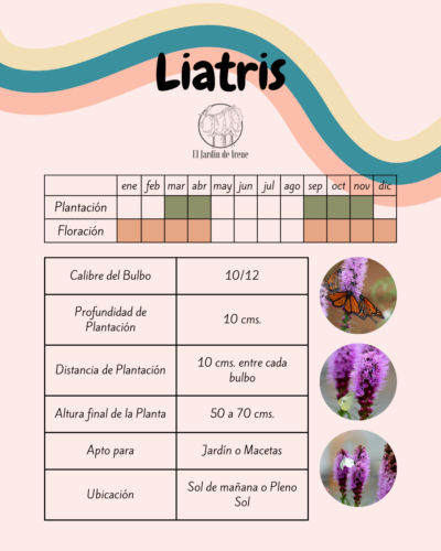Bulbos de Liatris - Imagen 12