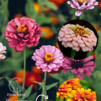 Zinnia Mix Colores