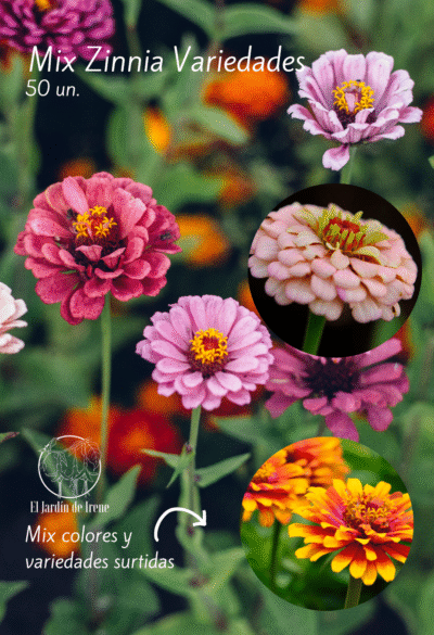 Zinnia Mix Colores