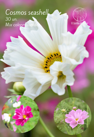 Cosmos Seashell