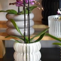 Maceta Orquídea 3D "Oli"