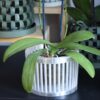 Maceta Orquídea 3D "Chesterlock"