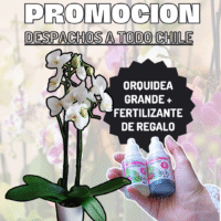 Orquídea Grande + Fertilizante de Regalo