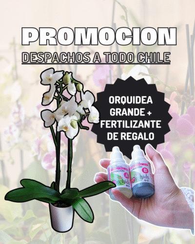 Orquídea Grande + Fertilizante de Regalo