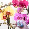 Orquídea Grande + Fertilizante de Regalo