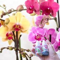 Orquídea Grande + Fertilizante de Regalo