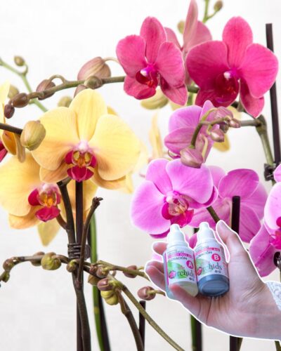 Orquídea Grande + Fertilizante de Regalo