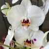 Orquídea Grande + Fertilizante de Regalo - Imagen 2