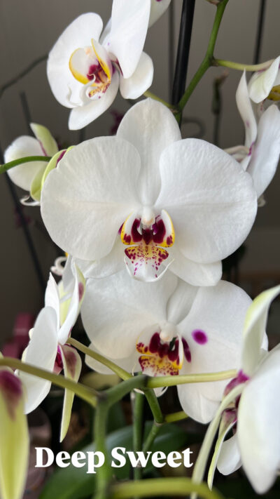 Orquídea Grande + Fertilizante de Regalo - Imagen 2