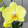 Orquídea Grande + Fertilizante de Regalo - Imagen 7