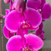 Orquídea Grande + Fertilizante de Regalo - Imagen 6