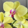 Orquídea Grande + Fertilizante de Regalo - Imagen 5