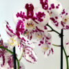 Orquídea Grande + Fertilizante de Regalo - Imagen 4