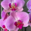 Orquídea Grande + Fertilizante de Regalo - Imagen 3