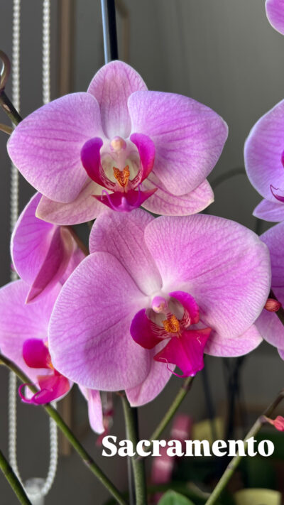 Orquídea Grande + Fertilizante de Regalo - Imagen 3