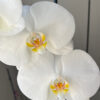 Orquídea Grande + Fertilizante de Regalo - Imagen 8