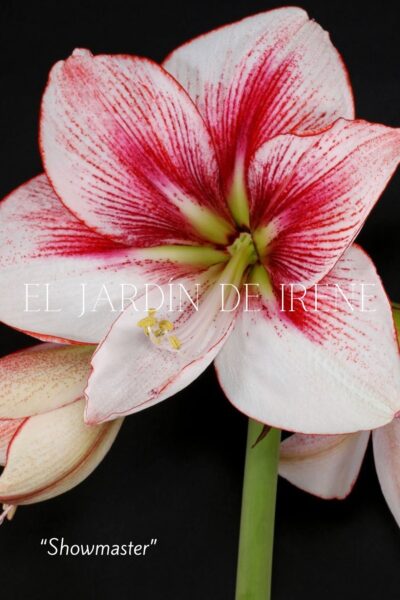 PREVENTA Amaryllis Colección 2025 - Imagen 10