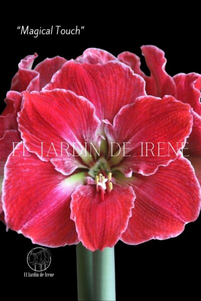 PREVENTA Amaryllis Colección 2025 - Imagen 12