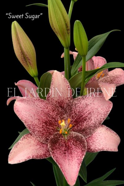 Lilium Asiático (Alto) - Imagen 4