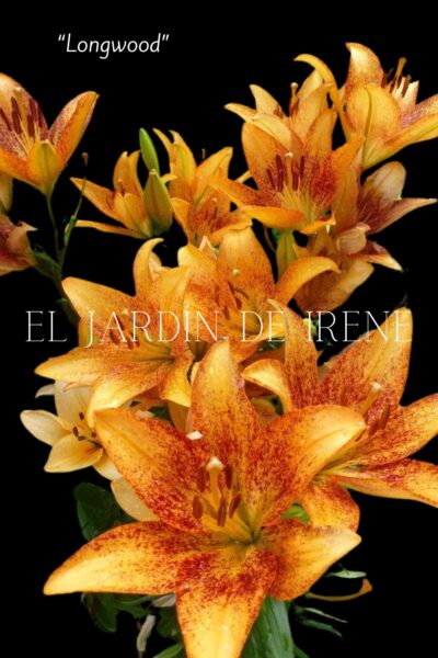 Lilium Asiático (Alto) - Imagen 9