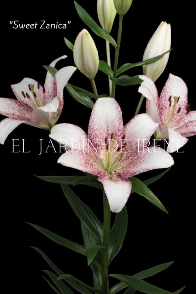 Lilium Asiático (Alto) - Imagen 7
