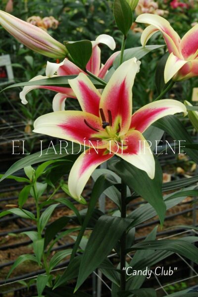 Lilium Asiático (Alto) - Imagen 2