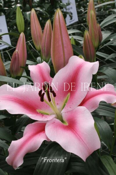 Lilium Asiático (Alto) - Imagen 3