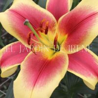 Lilium Asiático (Alto)