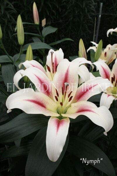 Lilium Asiático (Alto) - Imagen 6