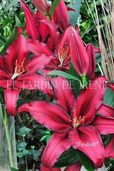Lilium Asiático (Alto) - Imagen 8