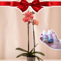 Orquídea Grande + Fertilizante