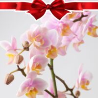 Orquídea Multiflora (Mediana)